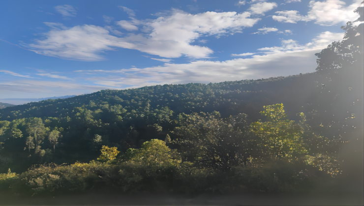 云南鶴慶華君林權(quán)