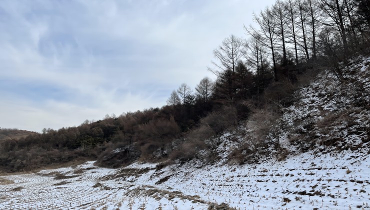 遼陽(yáng)鐵西糧庫(kù)物資站林權(quán)